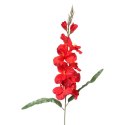 GLADIOLA CZERWONA