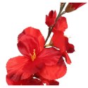 GLADIOLA CZERWONA