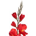 GLADIOLA CZERWONA