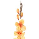 GLADIOLA ŻÓŁTA