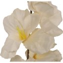 GLADIOLA BIAŁA