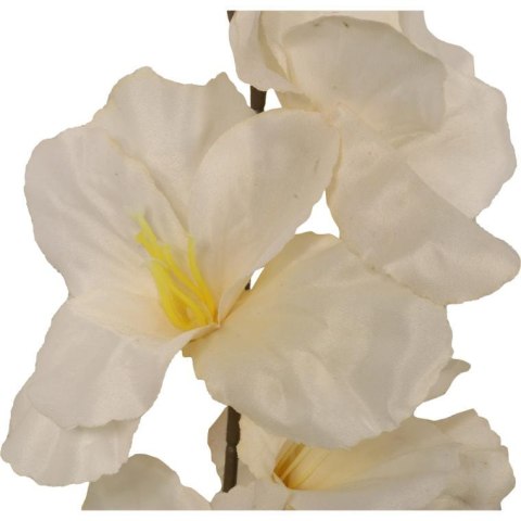 GLADIOLA BIAŁA