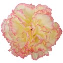 Goździk Sztuczny Żółto-Różowy Cieniowany 50 cm