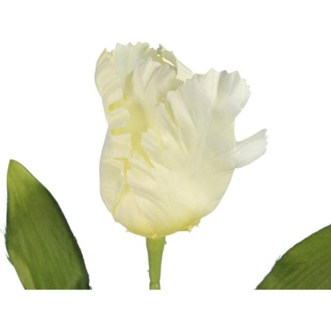 TULIPAN STRZĘPIASTY 54 CM BIAŁY