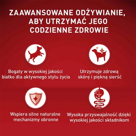PURINA ONE Mini Adult Wołowina, ryż - sucha karma dla psa - 800g