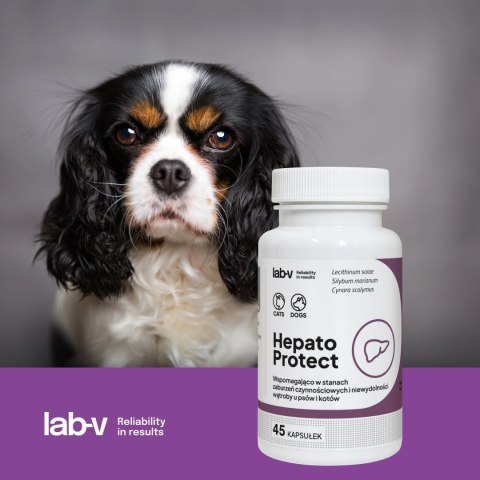 Lab-v Hepato Protect Wspomaganie Funkcji Wątroby Dla Psów I Kotów 45 Kapsułek