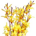 BUKIET FORSYCJI 45 CM