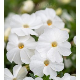 Floks Douglasa - Phlox douglasii 'White Admiral'