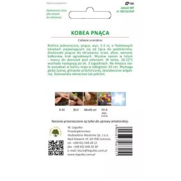 Kobea pnąca fioletowa - nasiona
