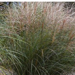 Miskant chiński - Miscanthus sinensis 'Ferner Osten'
