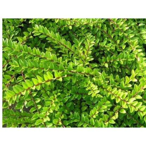 Suchodrzew mirtolistny - Lonicera nitida 'Maigrün'