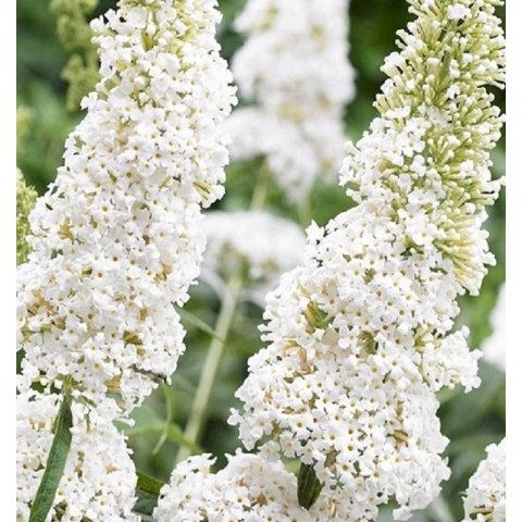 Buddleja davidii 'White Profusion'