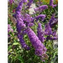 Budleja Dawida - Buddleja davidii 'Ile de France'