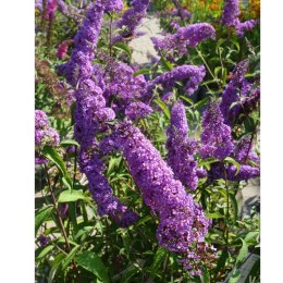 Budleja Dawida - Buddleja davidii 'Ile de France'