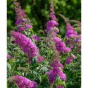 Budleja Dawida - Buddleja davidii 'Pink Delight'