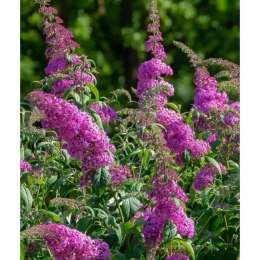 Budleja Dawida - Buddleja davidii 'Pink Delight'