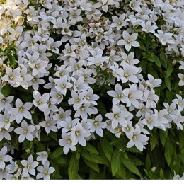 Dzwonek kremowy - Campanula lactiflora 'Pouffe'
