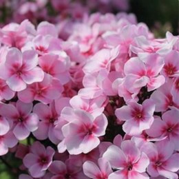 Floks wiechowaty - Phlox paniculata 'Early Pink'