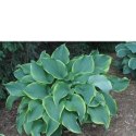 Funkia - Hosta 'Abba Dabba Do'