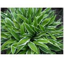 Hosta 'Stiletto' - funkia wąskolistna