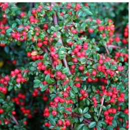 Irga Pozioma - Cotoneaster Horizontalis