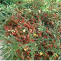 Irga Pozioma - Cotoneaster Horizontalis