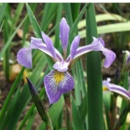 Kosaciec różnobarwny - Iris versicolor 'Gerald Darby'