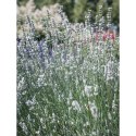 Lavandula X Intermedia Exceptional Lawenda Pośrednia