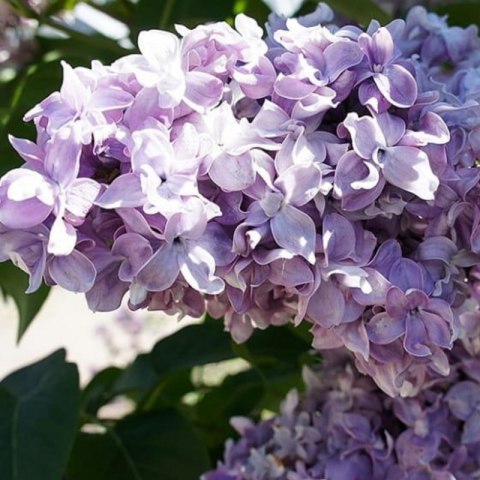 Lilak pospolity - Syringa vulgaris 'Nadezhda'