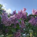 Lilak pospolity - Syringa vulgaris 'Nadezhda'