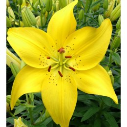 Lilia - Lilium 'Ilse Yellow'