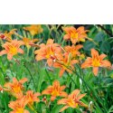 Liliowiec rdzawy - Hemerocallis fulva 'Europa'