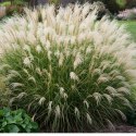 Miskant chiński- Miscanthus sinensis 'Adagio'