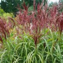 Miskant chiński- Miscanthus sinensis 'Dronning Ingrid'