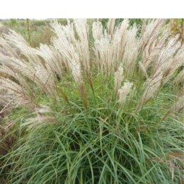 Miskant chiński- Miscanthus sinensis 'Herman Mussel'