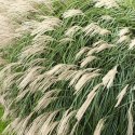 Miskant chiński -Miscanthus sinensis 'Silberfeder'
