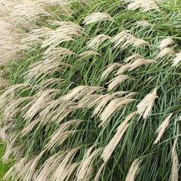 Miskant chiński -Miscanthus sinensis 'Silberfeder'