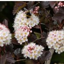 Pęcherznica kalinolistna - Physocarpus opulifolius 'Diable D'or'