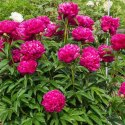 Piwonia chińska - Paeonia lactiflora 'Big Ben'