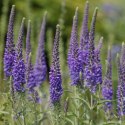 Przetacznik Kłosowy - Veronica Spicata 'High Five'