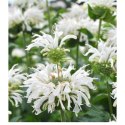 Pysznogłówka 'Bee-Bright' (Monarda hybrida) - sadzonka