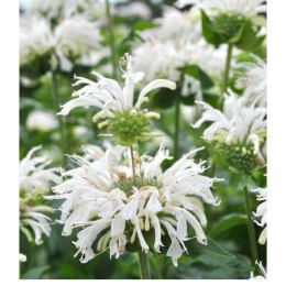 Pysznogłówka 'Bee-Bright' (Monarda hybrida) - sadzonka