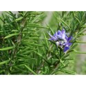 Rozmaryn lekarski (Rosmarinus officinalis) - sadzonka