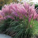 Rozplenica Japońska - Pennisetum Alopecuroides 'Red Head'