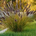 Rozplenica Japońska - Pennisetum Alopecuroides 'Red Head'