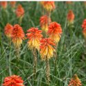 Trytoma Groniasta 'Poco Daybreak' - Kniphofia 'Poco Daybreak'