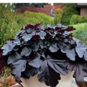 Żurawka - Heuchera 'Black Pearl'