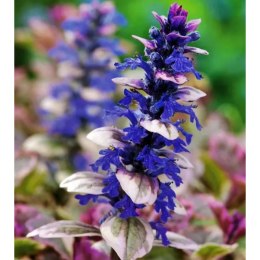 Dąbrówka rozłogowa - Ajuga reptans 'Burgund Glow'