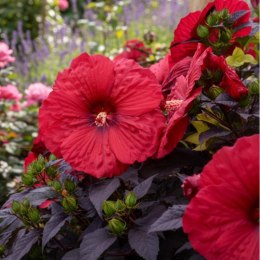 Hibiskus Bylinowy 'Summerific® Holy Grail'