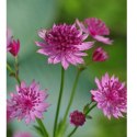 Jarzmianka Większa - Astrantia Major 'Roma'